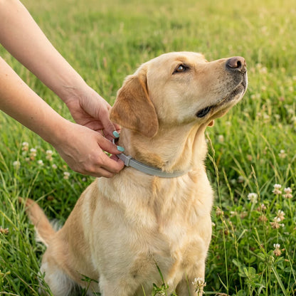 Female hand applying Floremo flea and tick collar to a dog