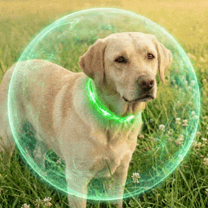 Protect Your Dog With Nature’s Most Powerful Essential Oils