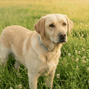 Your Dog Is One Step Away From Chemical-Free Flea & Tick Protection